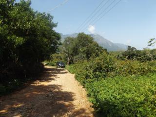 Silent Wild - Masinagudi - 3