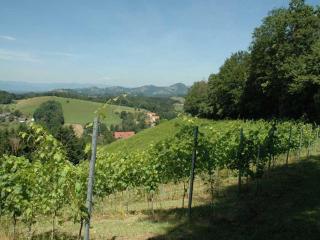 Weingut Schatz - Heimschuh - 5