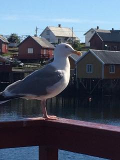 Sjøhaug Rorbu - Moskenes - 9