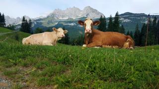 Bauernhof Buchberg - Oberndorf in Tirol - 5