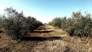 Marrucheto - Giuncarico - 1