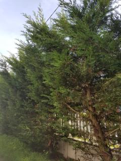 NDP Family (Ndong Du Pierrier) - 1