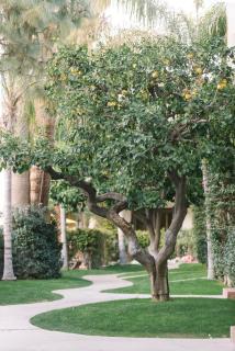 Palm Mountain Resort & Spa - Palm Springs - 6