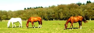 Old Dairy Farm Glamping - Emsworth - 8