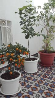 Demetra Rooms - Palermo - 4