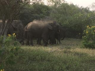 Elephant Camp Guest House - Tissamaharama - 5