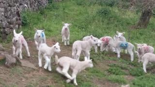 Bishops Farm - Thornbury - 6
