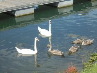 Les Cygnes - Criel-sur-Mer - 3
