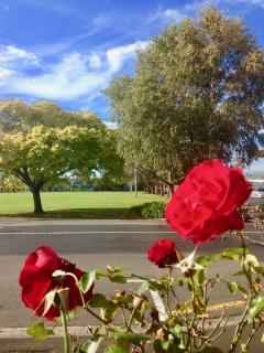 Big & Bright Guest House - Dunedin - 8