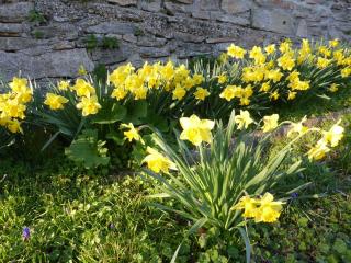 La Bouriotte Chambre d'hôtes Bouton D'Or - 5