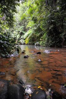 Mena Creek Flower House - 2