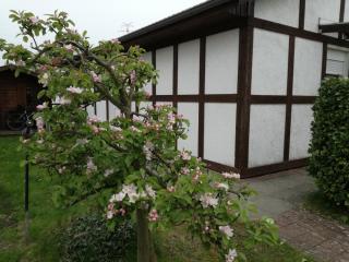 Ferienhaus Apfelblüte - Twielenfleth - 1