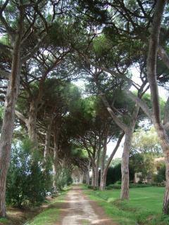 Azienda Agricola Paradiso - Castagneto Carducci - 9
