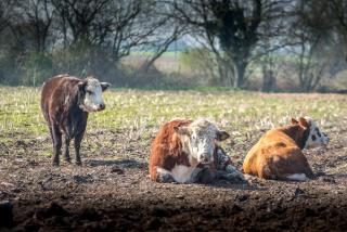 Little Abbey Farm - 4