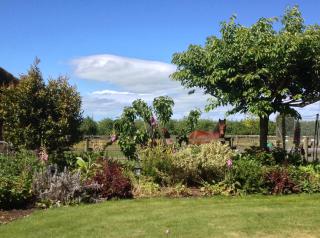 Dewdrop Cottage - Hastings - 8