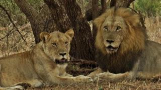 Wielewaal Bush Lodge - Marloth Park - 9