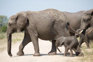 Ndzhaka Tented Camp - 1