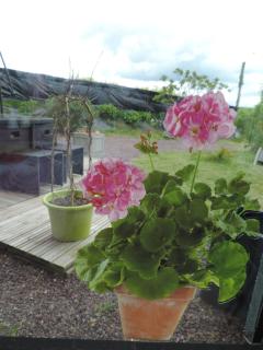 Villa Des Hortensias - Paimpol - 3