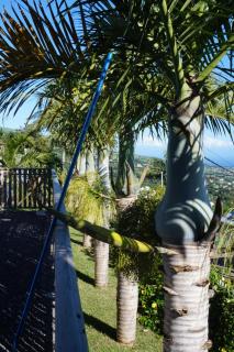 Le Bleuet - Saint-Leu - 0