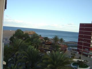 Palmeral de Torrevieja - 7