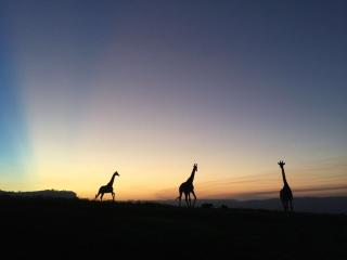 Phezulu Safari Park - Bothaʼs Hill - 1