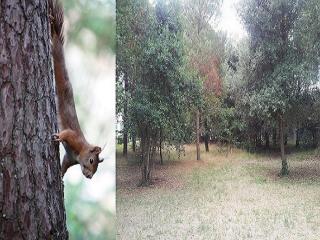 La Palombière, plage à 150m - 1