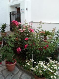Sofia's Garden Studios - Skopelos Town - 9