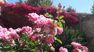 Back to Sorrento - Sant'Agnello - 6