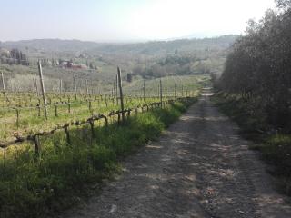 Fattoria di Fubbiano - Collodi - 7
