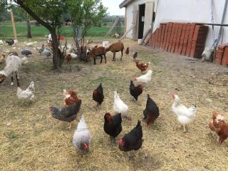 Pension Anna - Rust - 6