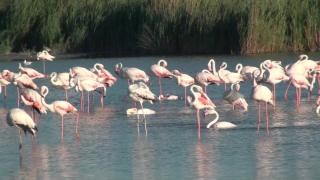 Le Flamingo - Villeneuve-lès-Maguelone - 4