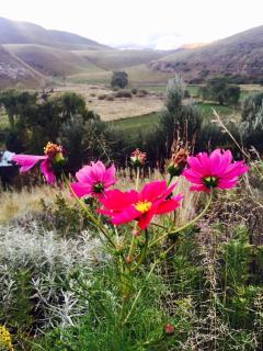 Swallows Nest Self Catering Chalet - 3