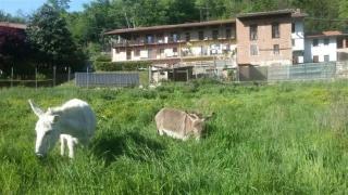 Bed & Breakfast Varionda - Chiaverano - 6