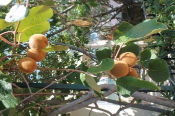 Apartments with parking space Businci, Ciovo - 14010, Trogir (photo 3)