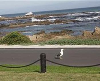 Kormorant, Gansbaai (foto 2)