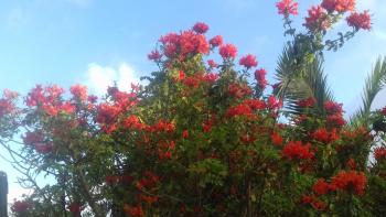 Finca Animas, Llucmajor (foto 2)