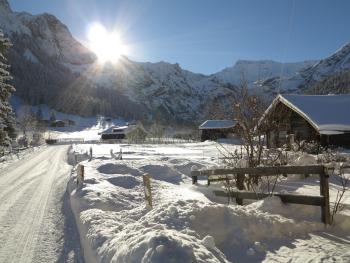 Bergdohle, Adelboden (foto 2)