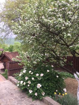 Liubava, Poljana (Foto 5)