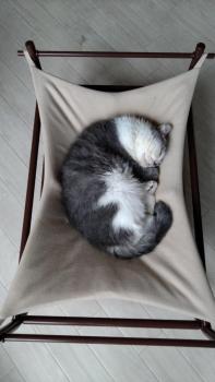 Cat Cafe & Stay Cultus's Home, Otaru (foto 4)