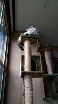 Cat Cafe & Stay Cultus's Home, Otaru (foto 3)