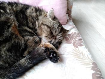 Cat Cafe & Stay Cultus's Home, Otaru (foto 5)