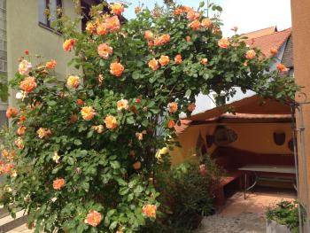 CasaNova, Bad Windsheim (foto 3)