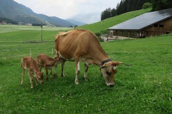 Baumannhof, Toblach (fotografie 3)