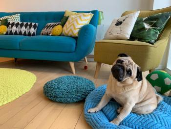 Cute Pug Guest Room, Kopenhaga (zdjęcie 4)