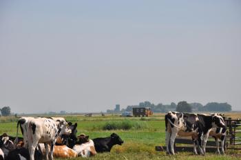 Your Cozy Waggon at the Cows' Paradise, Amsterdam (photo 4)