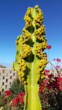 Finca La Punta, Icod de los Vinos (foto 2)