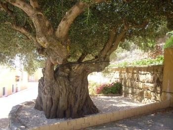 Asteras Studios, Argostoli (foto 5)