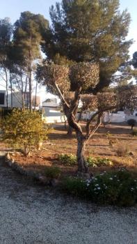 pinomar, Teulada (foto 5)