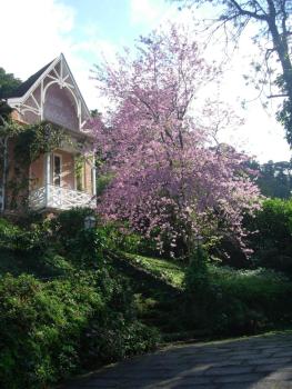 Villa Violeta, Petrópolis (foto 2)