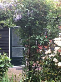 B&B BLoom, Amsterdam (photo 2)